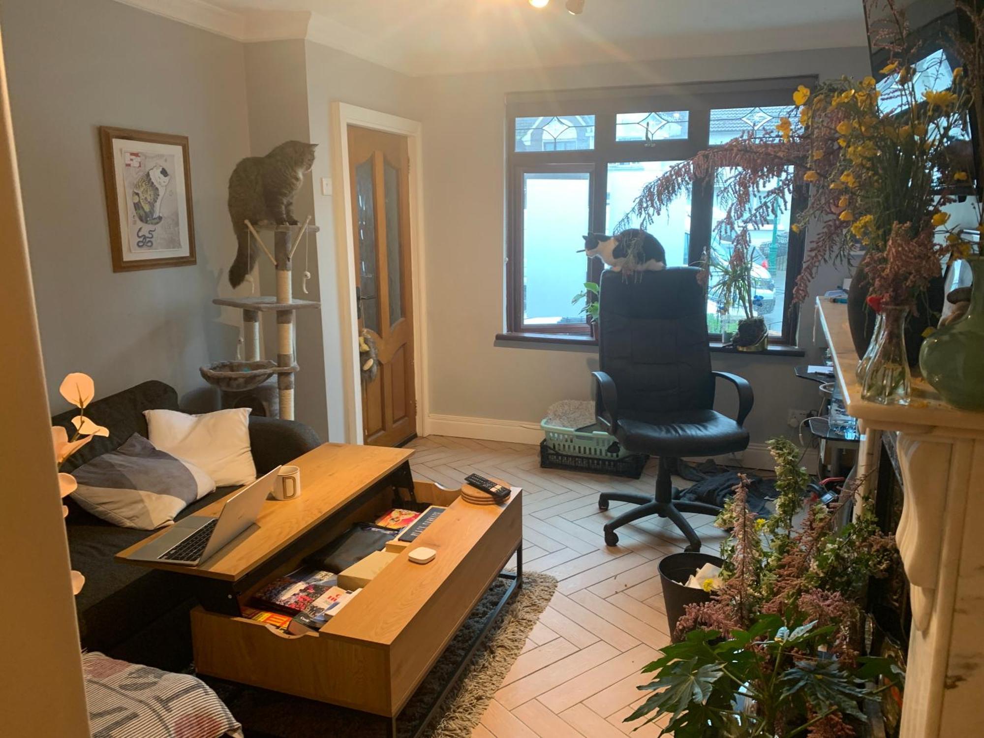 Wake Up With 2 Cats On Your Face Dublin Eksteriør billede