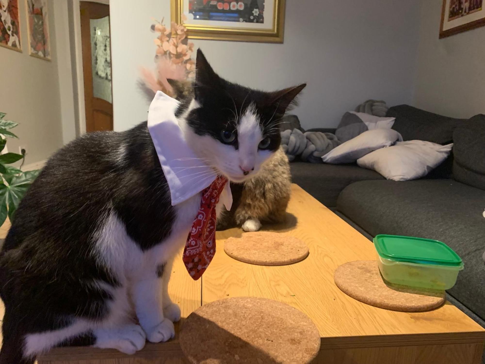 Wake Up With 2 Cats On Your Face Dublin Eksteriør billede