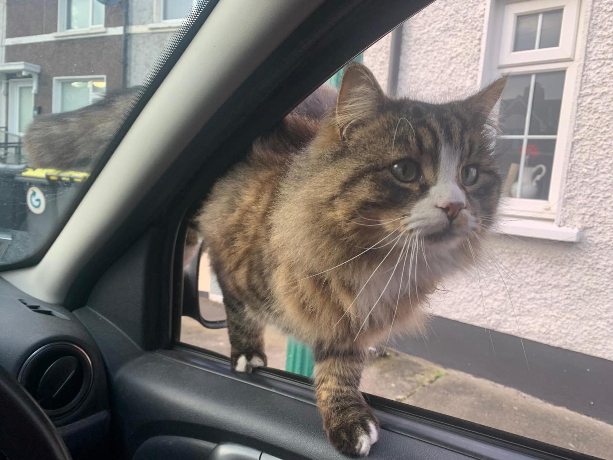 Wake Up With 2 Cats On Your Face Dublin Eksteriør billede