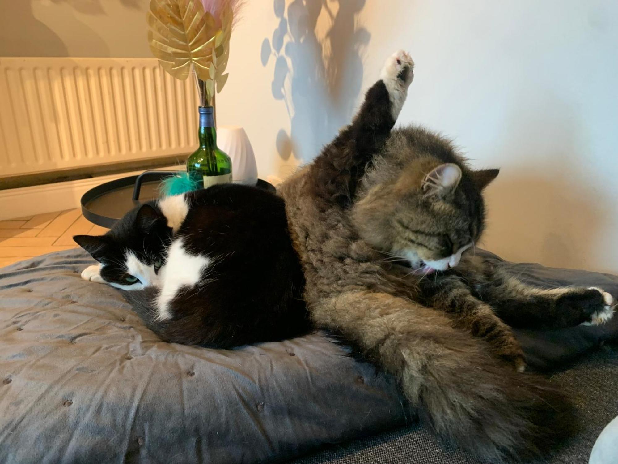 Wake Up With 2 Cats On Your Face Dublin Eksteriør billede