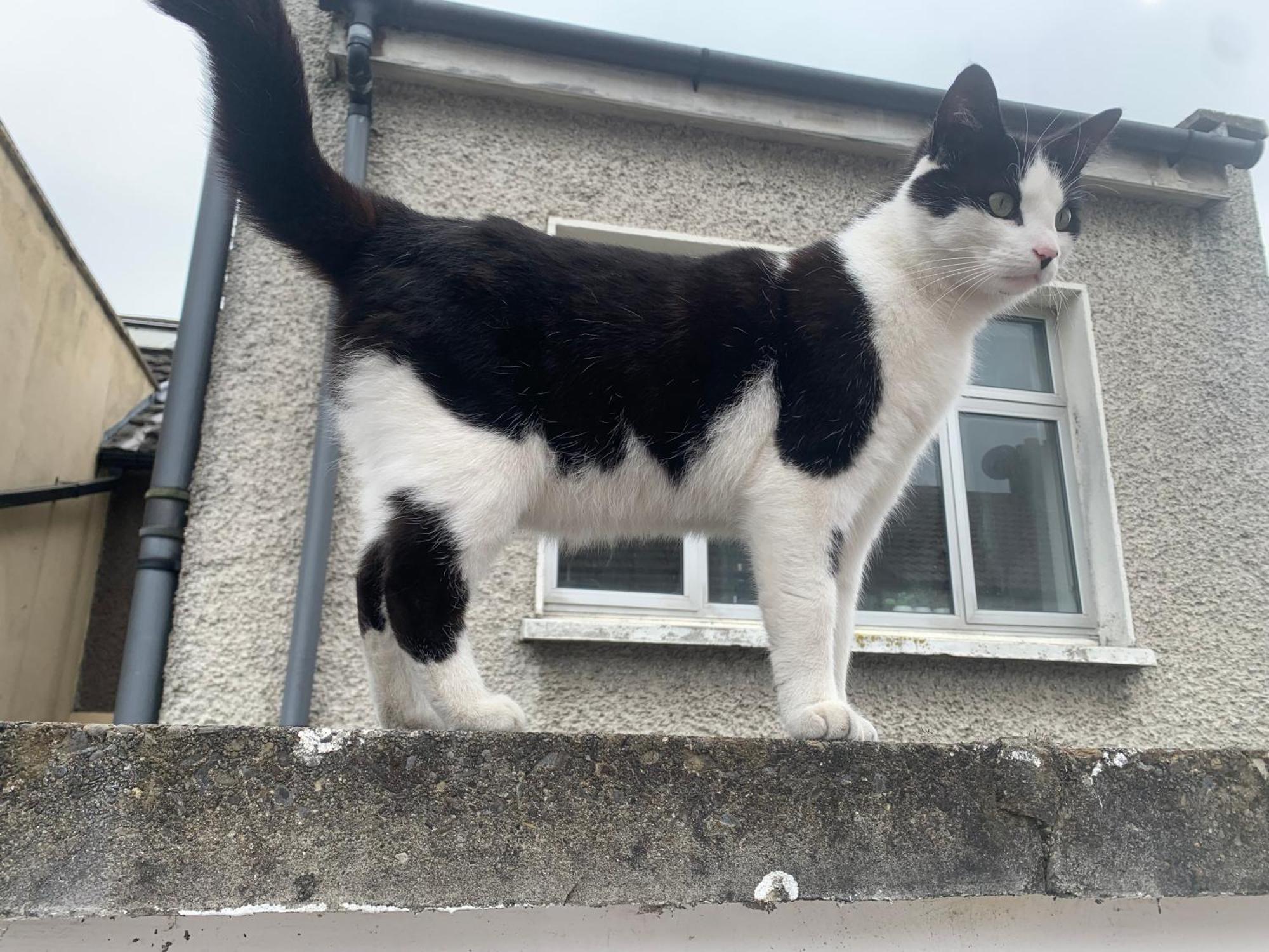 Wake Up With 2 Cats On Your Face Dublin Eksteriør billede